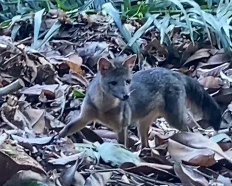 Rio de Janeiro: Wild dog makes a daytime visit to Parque Lage