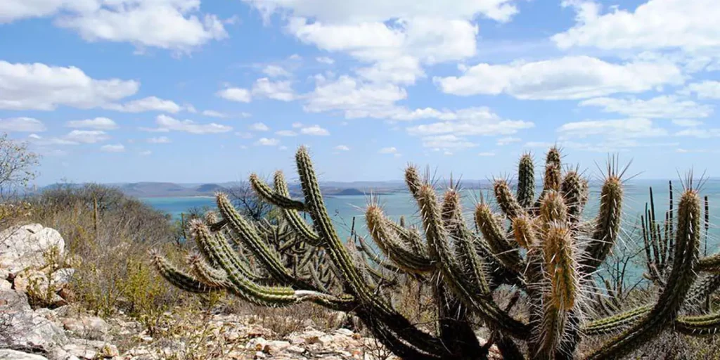 Study sees chance of recovery of half a million hectares of caatinga