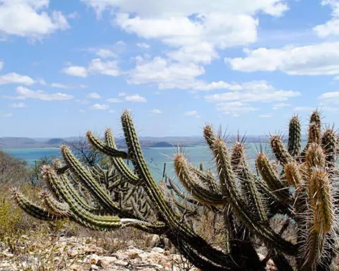 Study sees chance of recovery of half a million hectares of caatinga