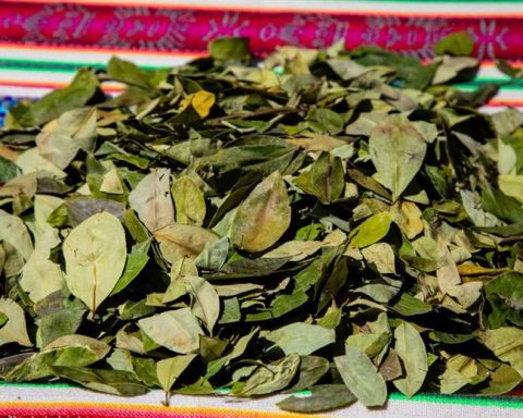 WHO calls for the formation of a scientific team to carry out a critical examination of the coca leaf