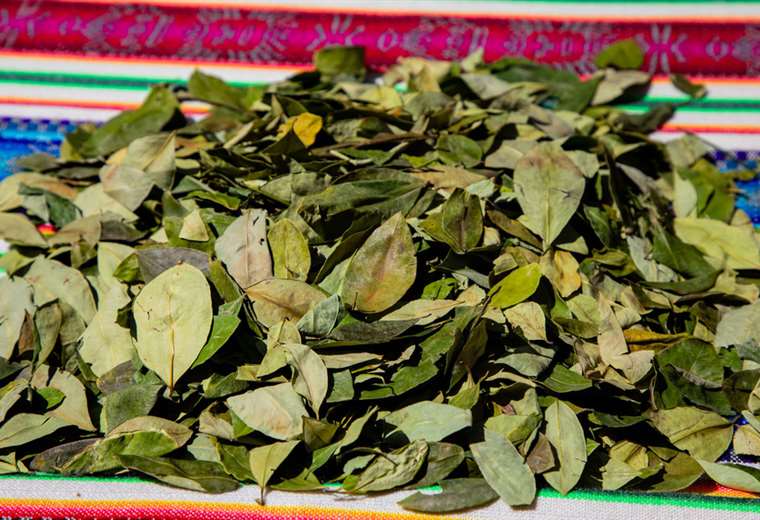 WHO calls for the formation of a scientific team to carry out a critical examination of the coca leaf