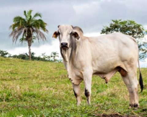 Brazilian productivity displaces Colombian livestock exports