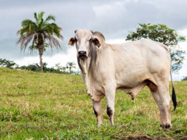 Brazilian productivity displaces Colombian livestock exports