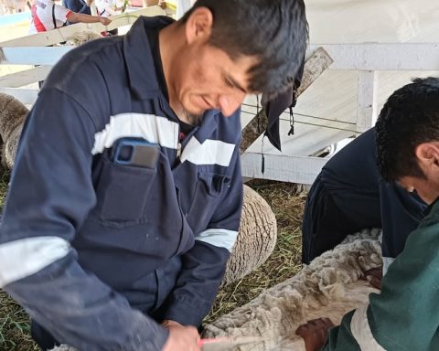 Cattle farmers in Concepción: “We prefer to burn sheep wool”