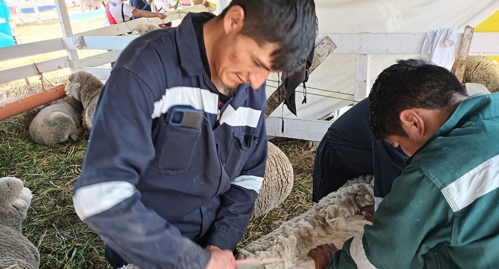 Cattle farmers in Concepción: “We prefer to burn sheep wool”