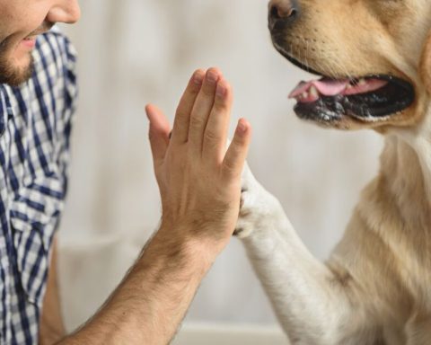 Deputies decide to give constitutional status to animal protection