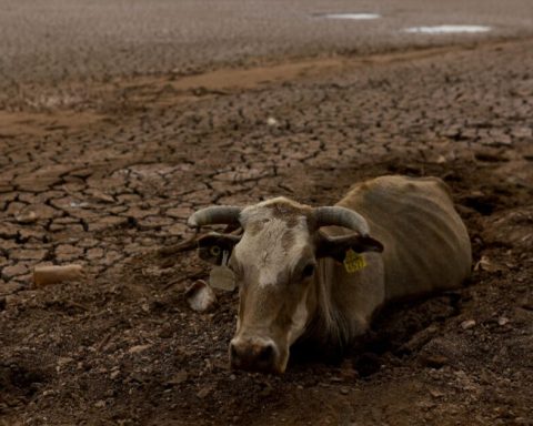 Drought endangers farmers and bees in northern Mexico