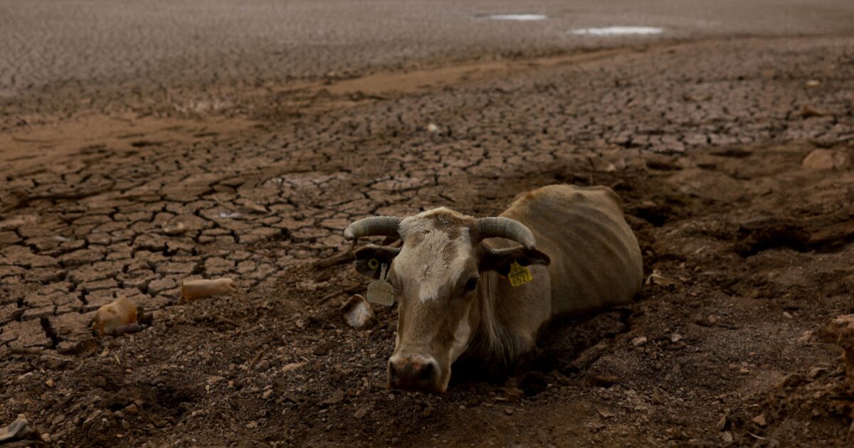 Drought endangers farmers and bees in northern Mexico