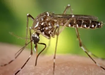 Dengue