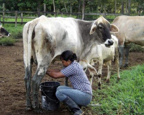 Falling producer prices exacerbate the dairy crisis in the country