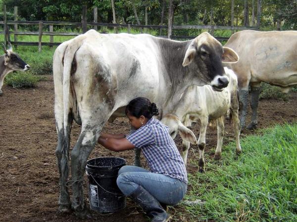 Falling producer prices exacerbate the dairy crisis in the country