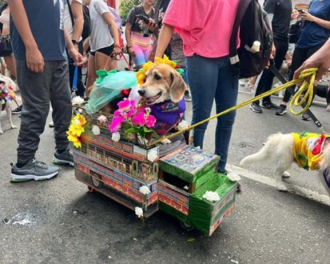 Flower Fair: This was the most beautiful thing about the pet parade