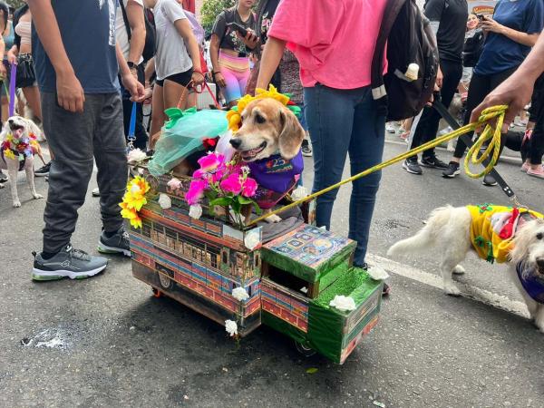 Flower Fair: This was the most beautiful thing about the pet parade