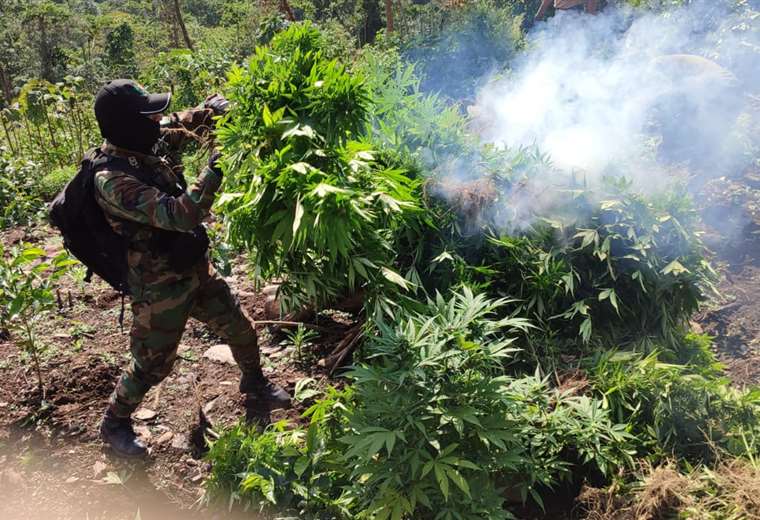 Government denounces that coca growers took over seven military camps and prevented the eradication of coca