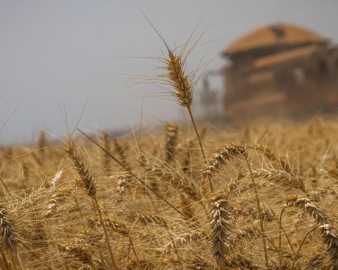 Grain harvest expected to reach 298.6 million tons, says Conab