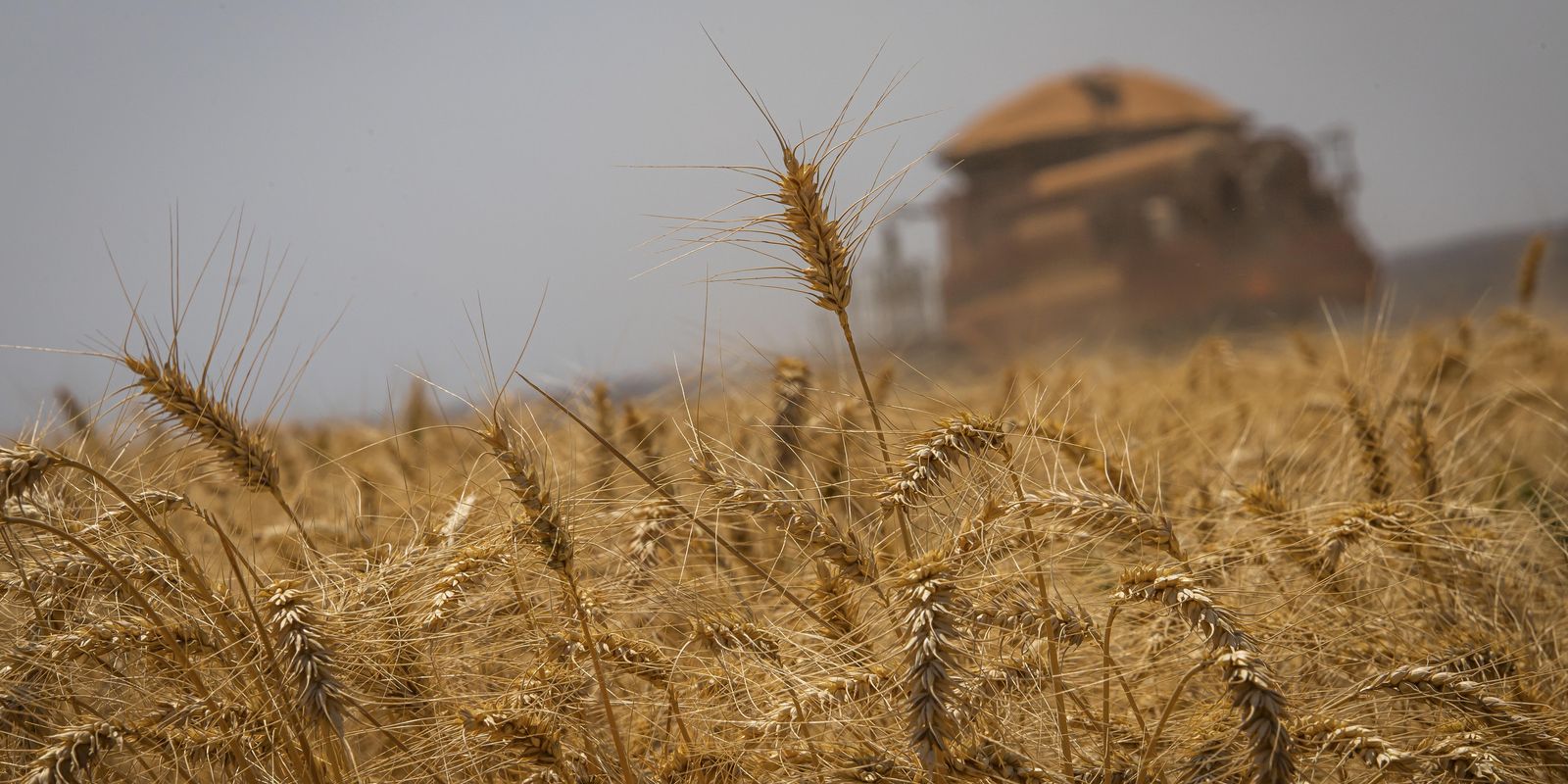 Grain harvest expected to reach 298.6 million tons, says Conab