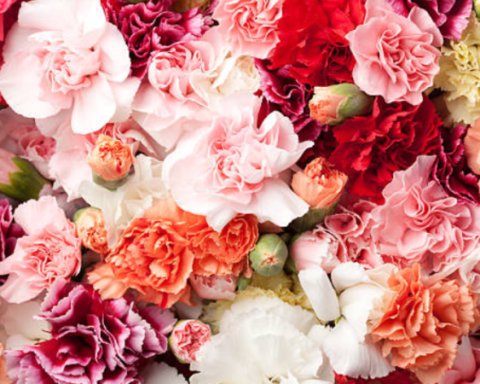 ICA certified the export of new varieties of carnations to more than 10 countries