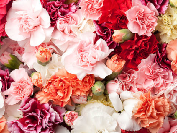 ICA certified the export of new varieties of carnations to more than 10 countries