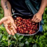 Is climate change turning coffee drinking into a luxury?