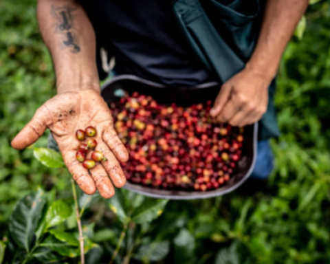 Is climate change turning coffee drinking into a luxury?