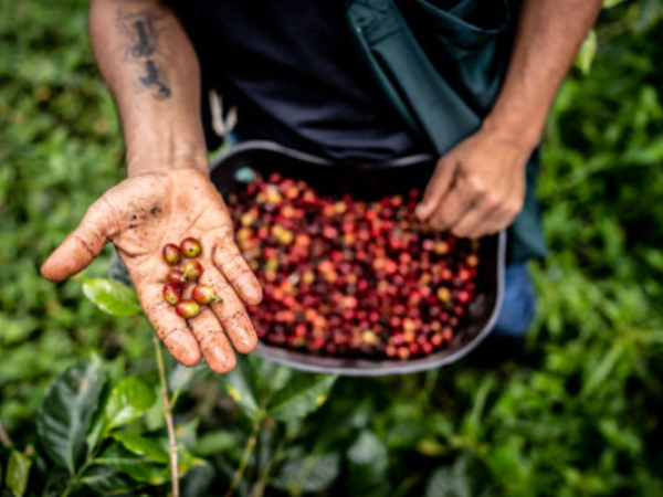 Is climate change turning coffee drinking into a luxury?