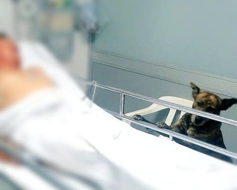 Jack, el perrito que dejan entrar al Hospital de Medellín para la recuperación de su mejor amigo