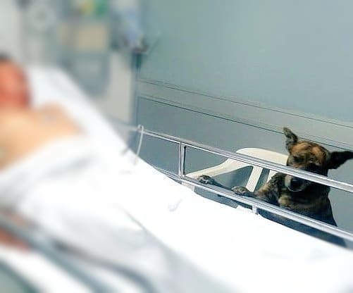 Jack, el perrito que dejan entrar al Hospital de Medellín para la recuperación de su mejor amigo