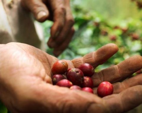 Logistics alliances will boost the coffee agrologistics chain