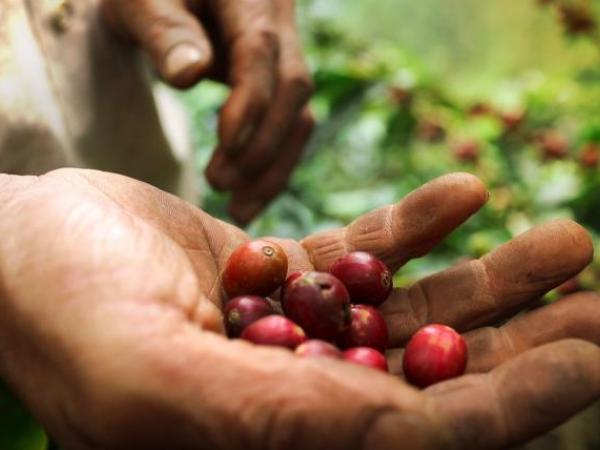 Logistics alliances will boost the coffee agrologistics chain