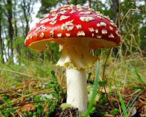 Millions of unknown species of fungi exist around the world.