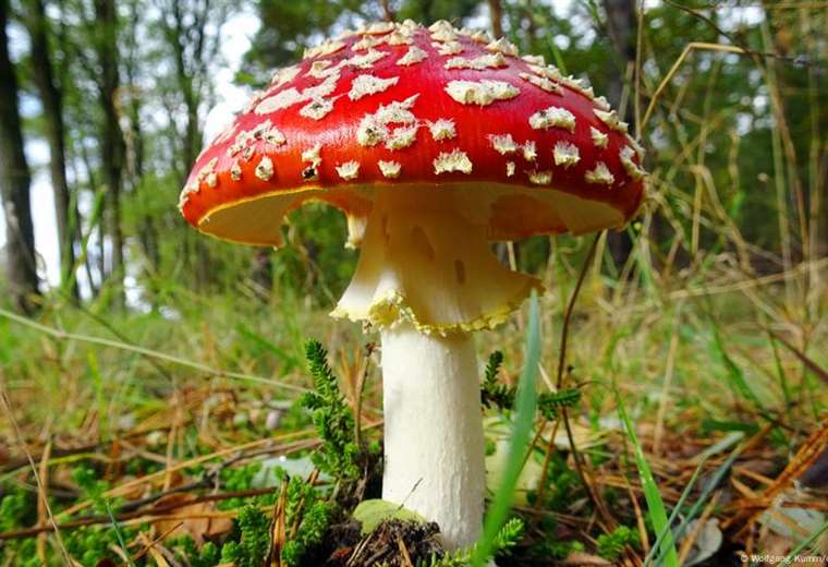 Millions of unknown species of fungi exist around the world.