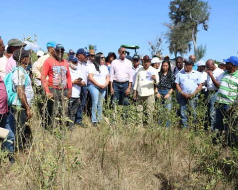 Ministerio de Agricultura dispone veda cultivos hospederos de la flor de habichuela y mosca blanca