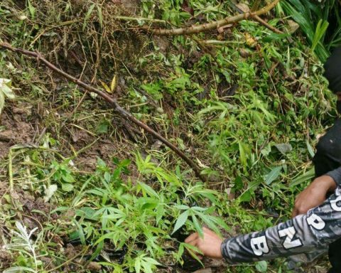 PNB destroys marijuana plantation in Merida