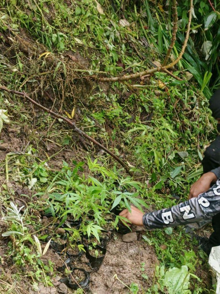 PNB destroys marijuana plantation in Merida