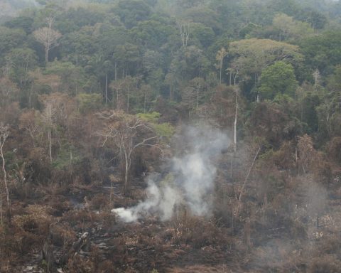 Pará declares emergency and prohibits the use of fire in pastures