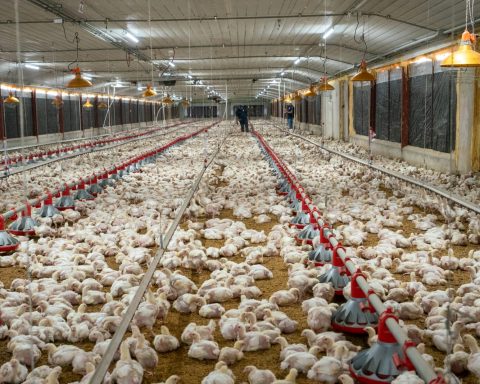 Poultry Association President Says Chicken Market Is Improving