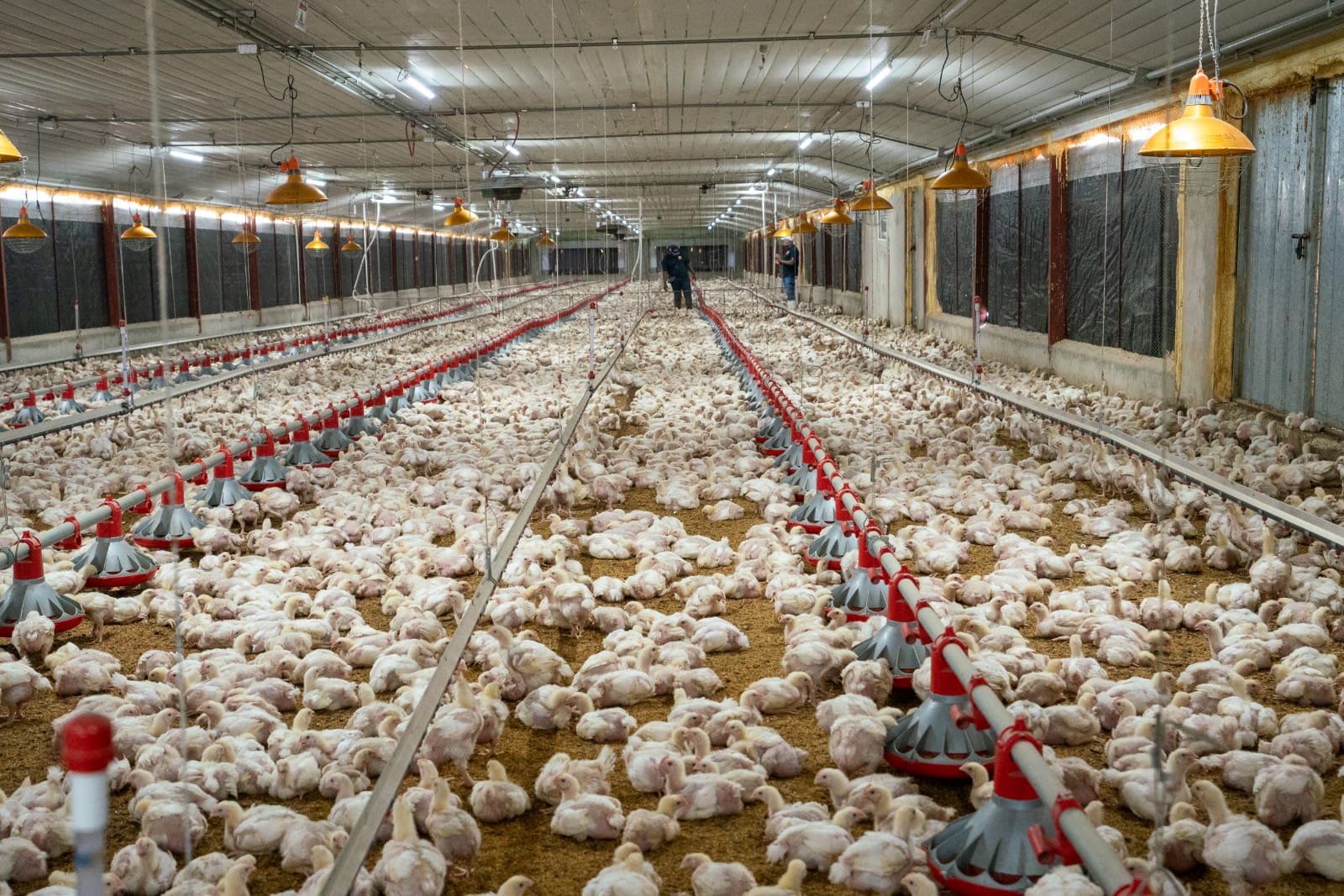 Poultry Association President Says Chicken Market Is Improving