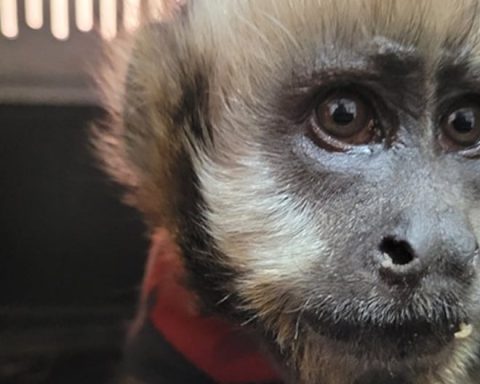 Puno: A monkey was found wandering on the street in Juliaca