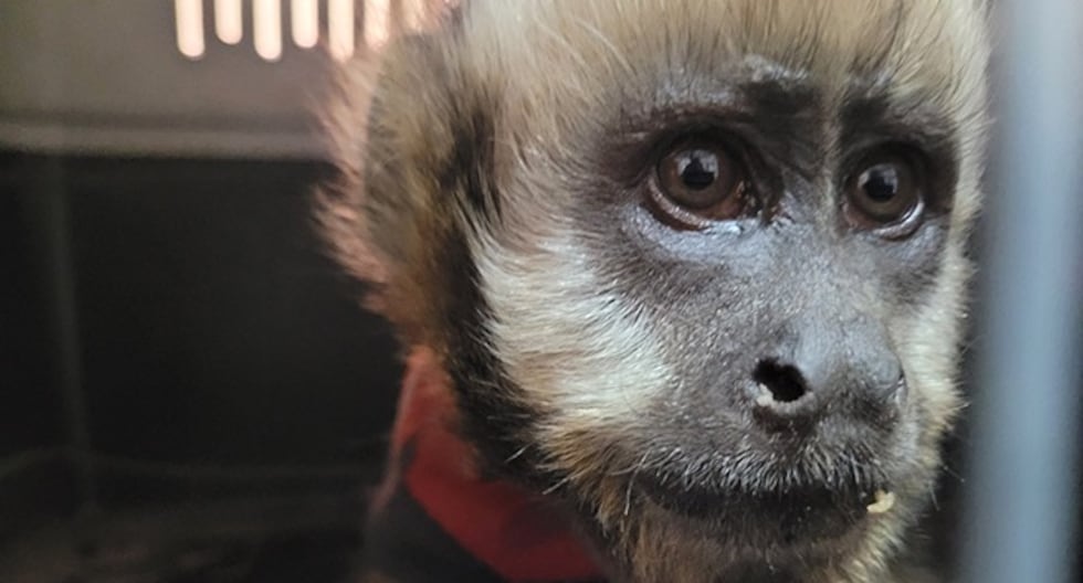 Puno: A monkey was found wandering on the street in Juliaca