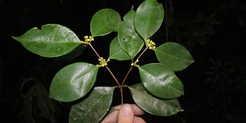 Researchers at the Botanical Garden discover rare tree in Rio