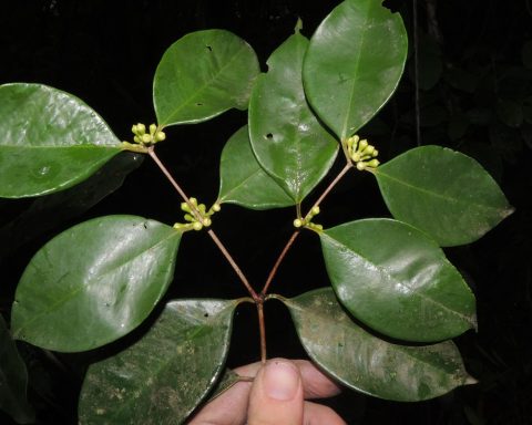 Researchers at the Botanical Garden discover rare tree in Rio