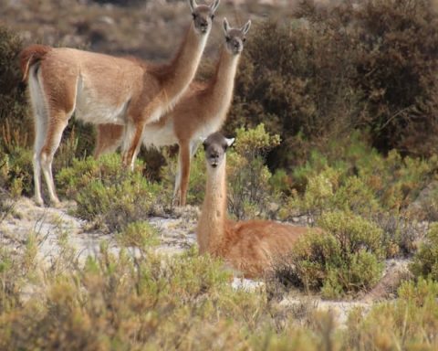 SERFOR: Presence of 1,126 guanaco specimens revealed in the Arequipa region