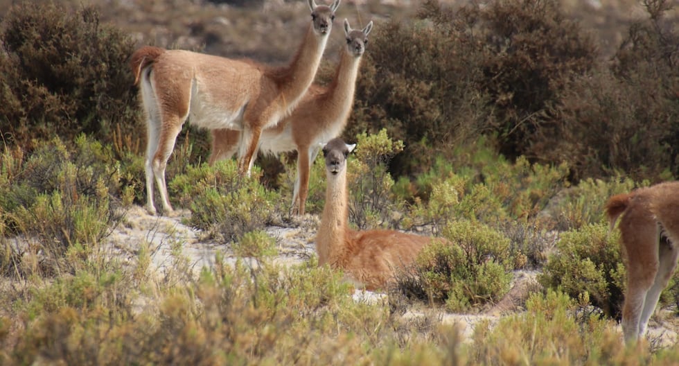 SERFOR: Presence of 1,126 guanaco specimens revealed in the Arequipa region