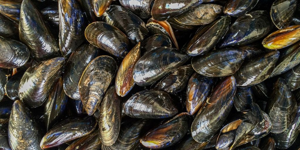 São Paulo partially authorizes consumption of oysters and mussels in the state