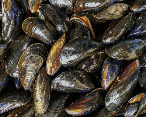 São Paulo partially authorizes consumption of oysters and mussels in the state