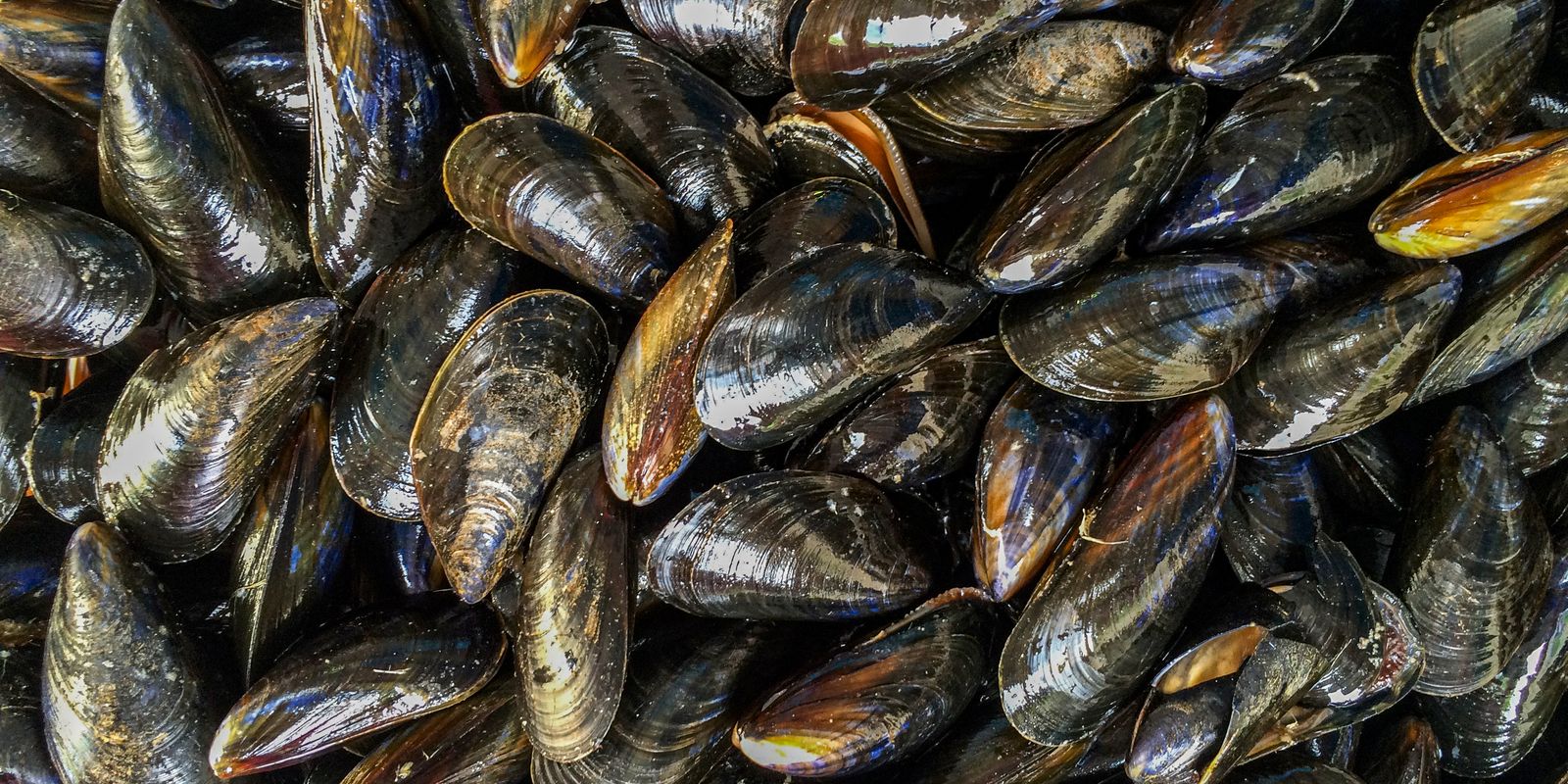 São Paulo partially authorizes consumption of oysters and mussels in the state