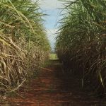 Sugarcane production could fall 20% due to climate change, study says