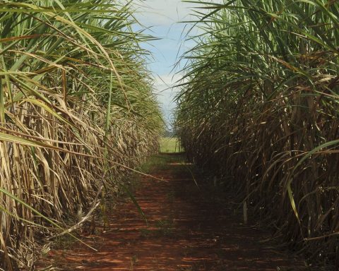 Sugarcane production could fall 20% due to climate change, study says