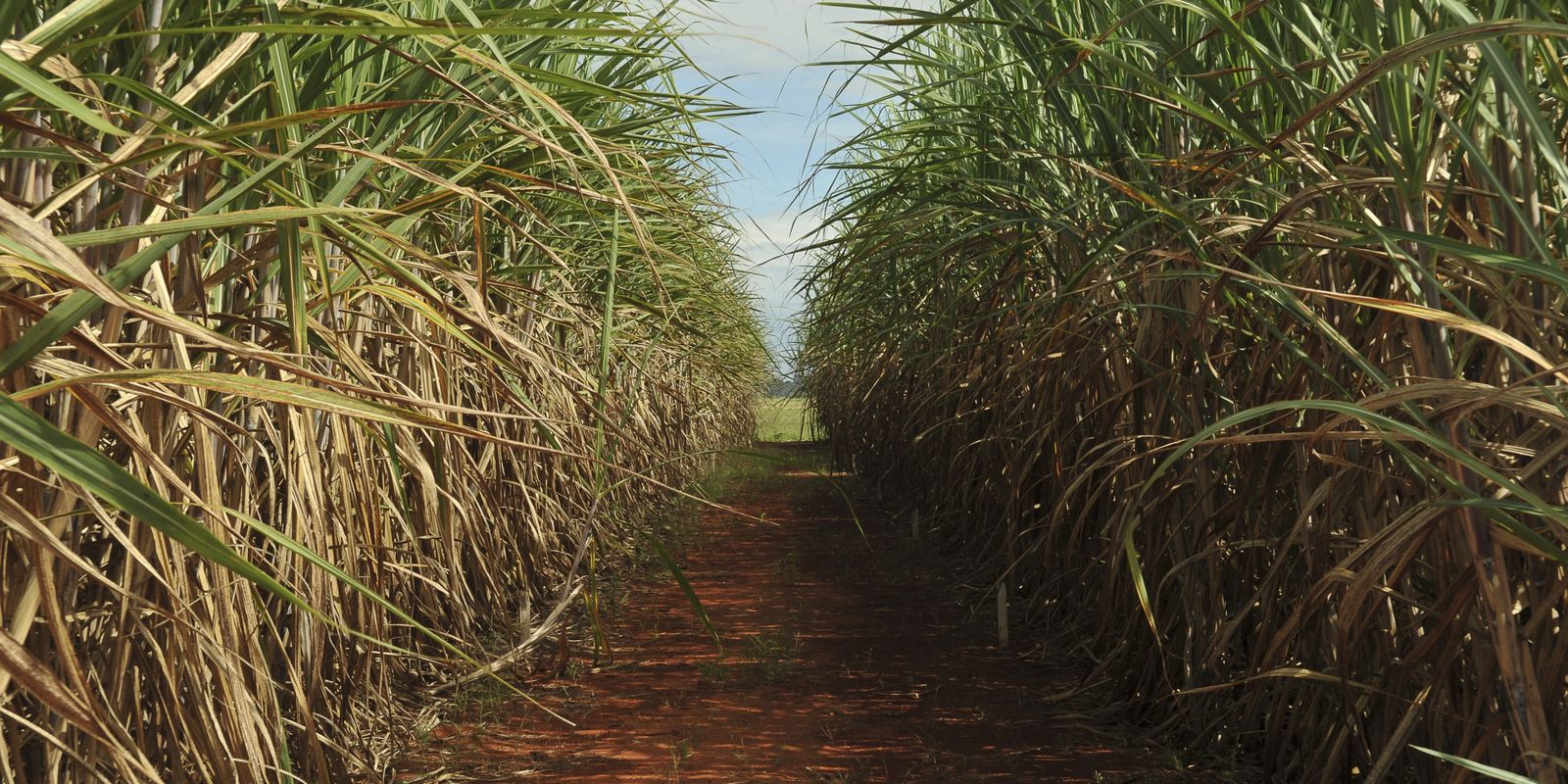 Sugarcane production could fall 20% due to climate change, study says