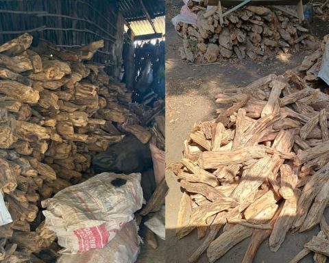 Sullana: Authorities seize palo santo stored in a home